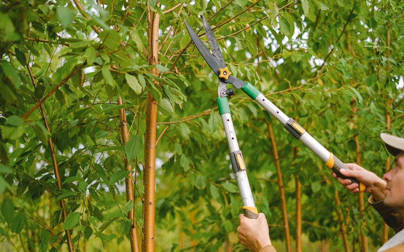 Tree trimming in Caroline, WI